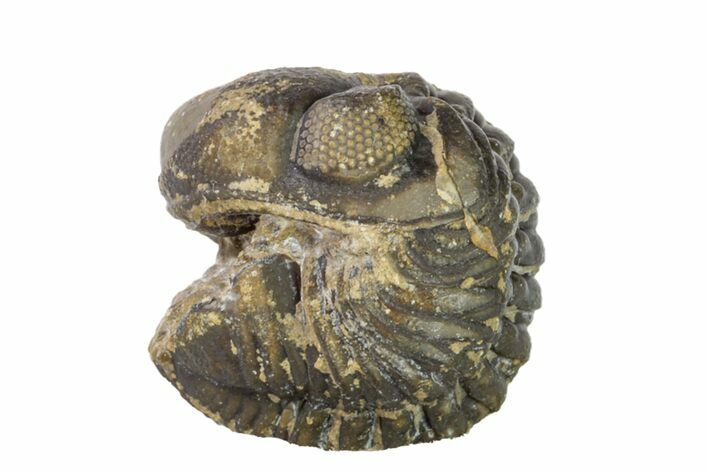 Bargain, Wide, Enrolled Austerops Trilobite - Morocco #156987